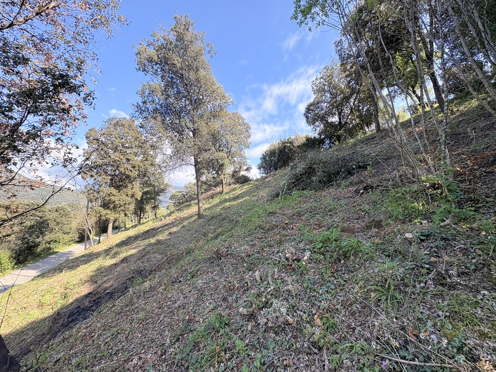 Vente Terrain Casaglione
