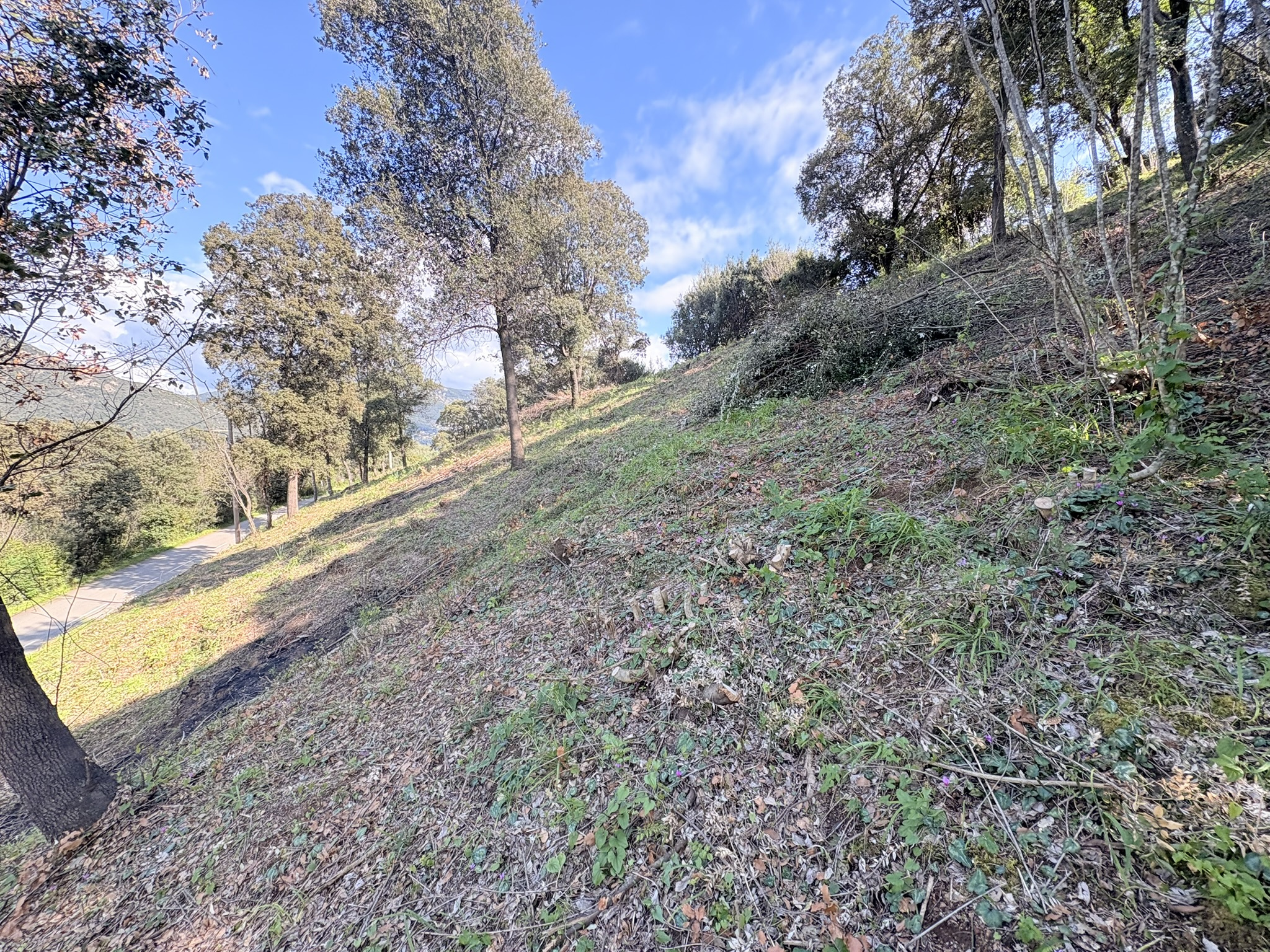 Terrain constructible à Casaglione à vendre – photo 4 – STG Immobilier